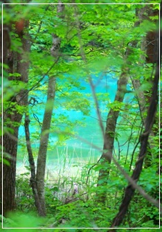 森の写真